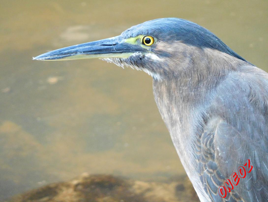 Nankeen Night Heron