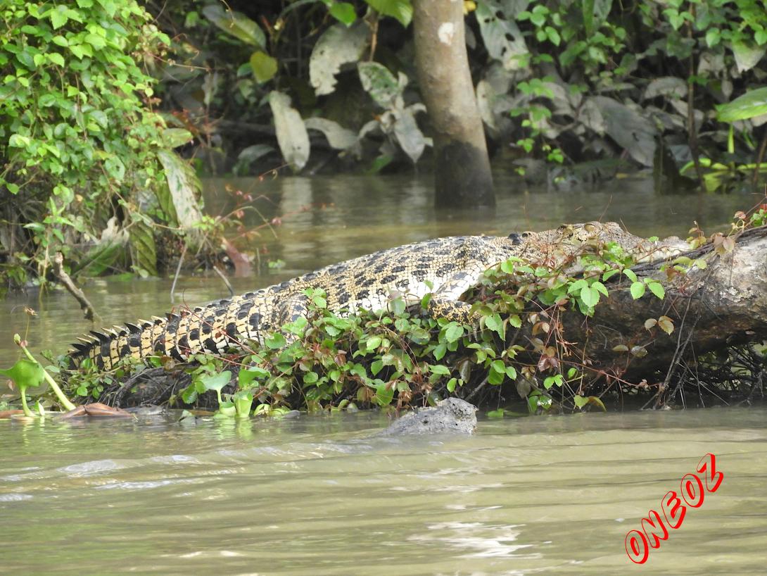Borneo crocodile